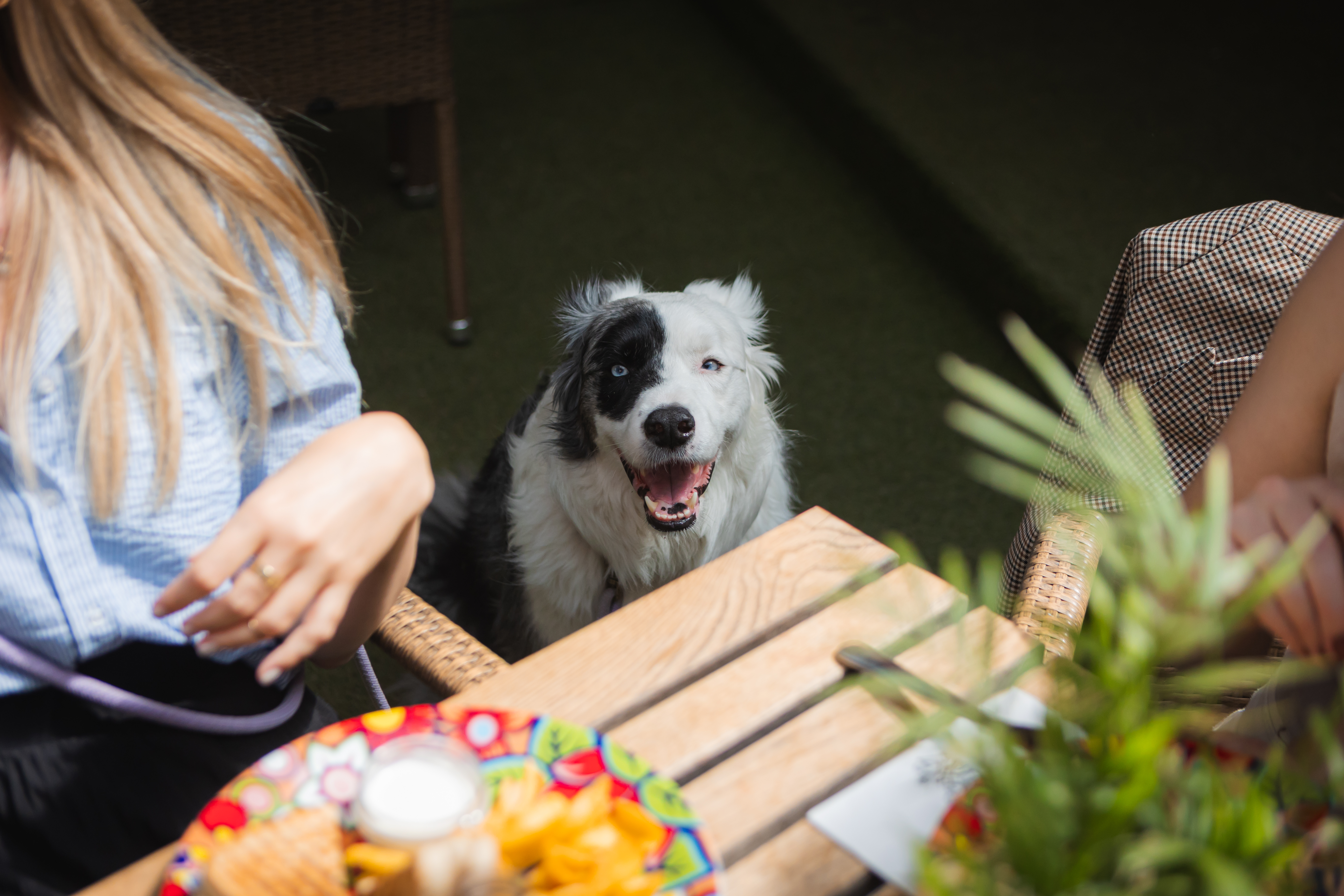 Gastro Promenade on Margaret Island dog friendly