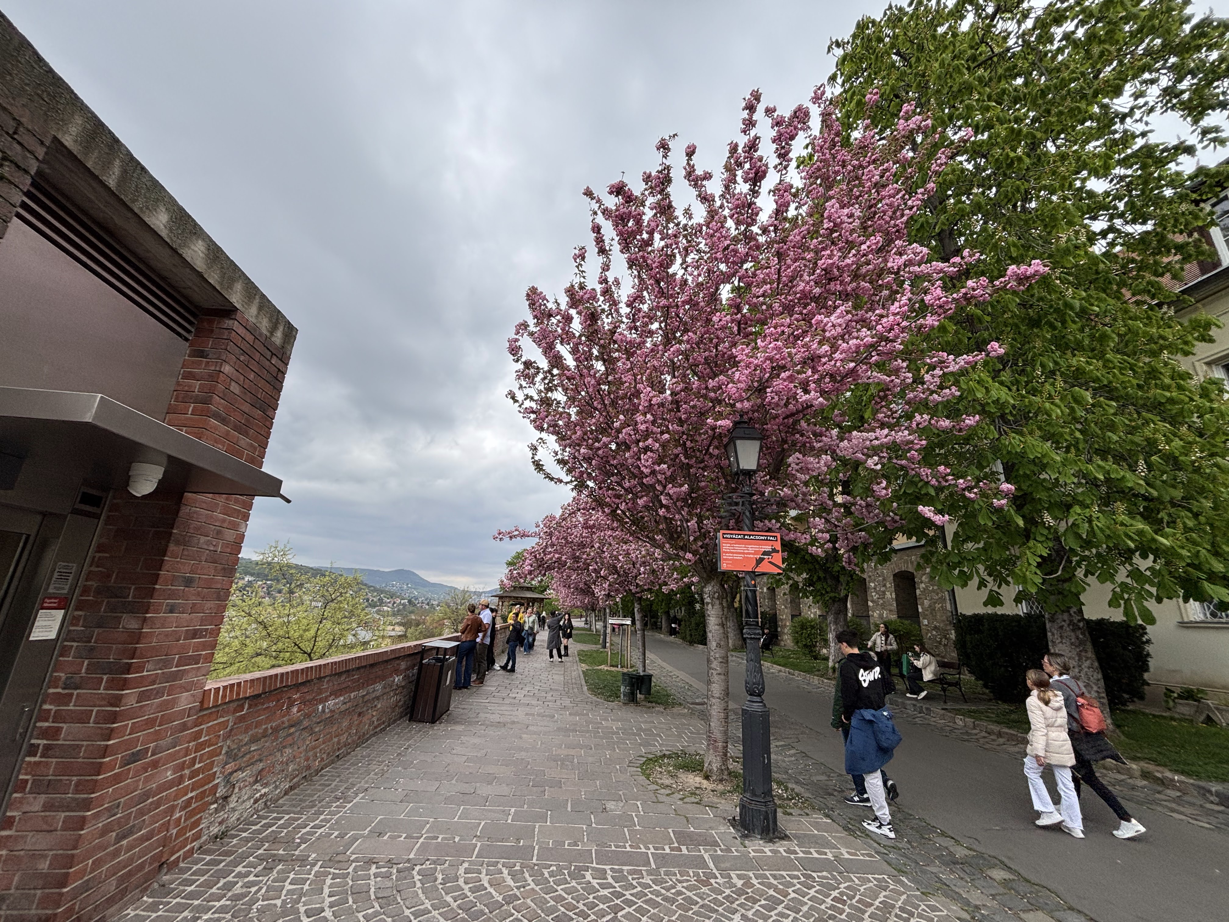 Blossoming cherry trees in Budapest
