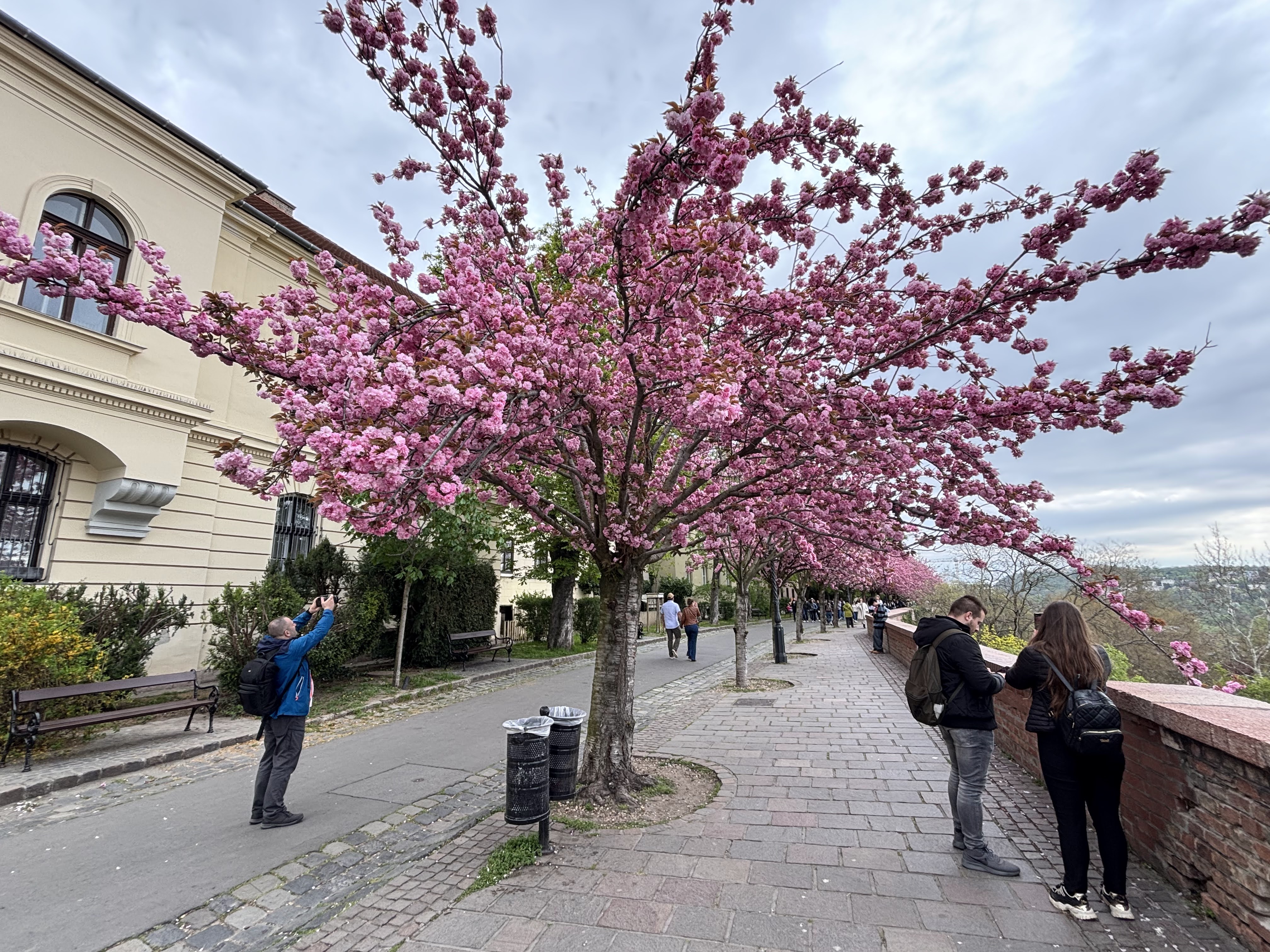 Blossoming cherry trees in Budapest 2025