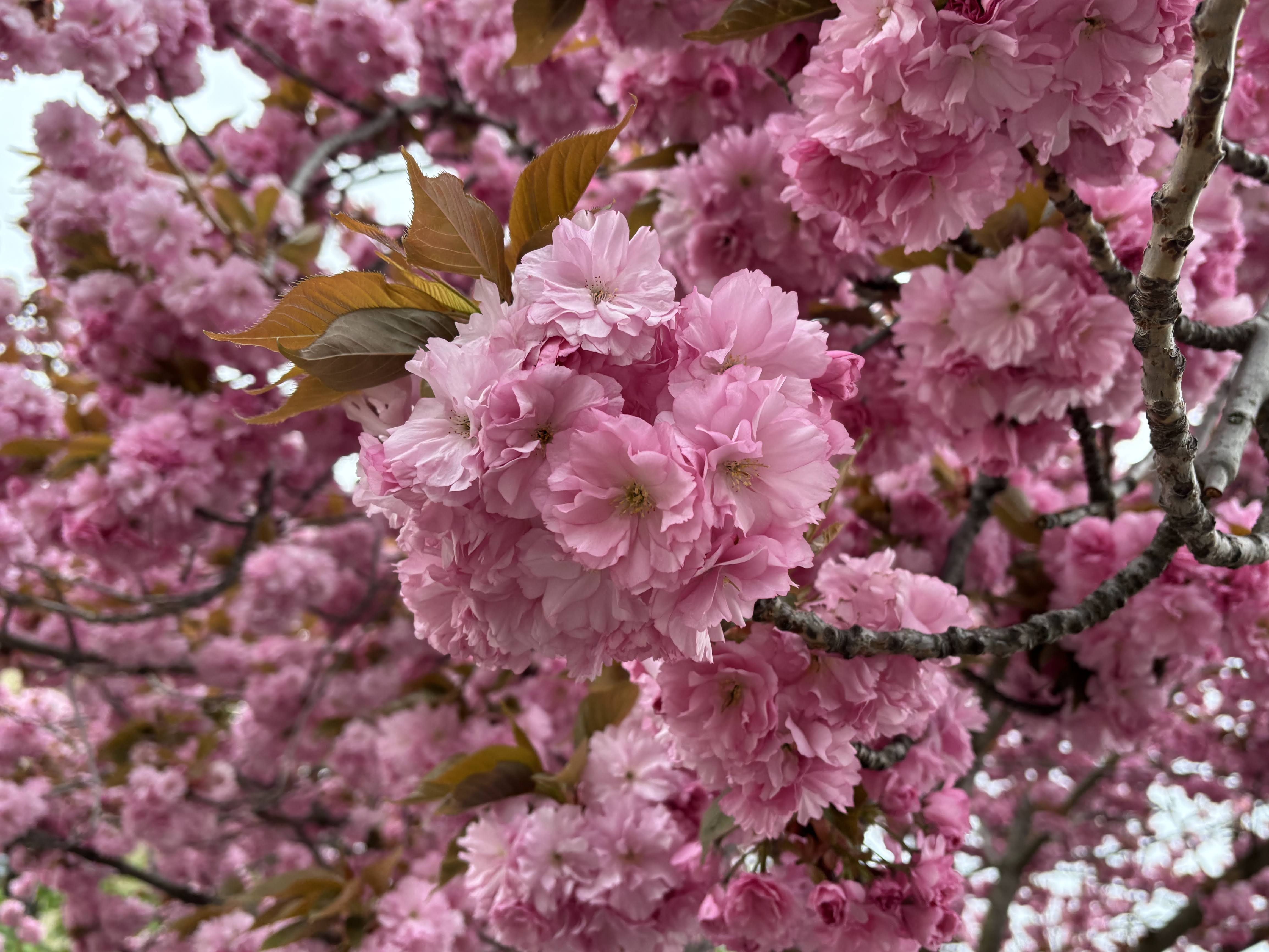 Blossoming cherry trees in Budapest April 2025