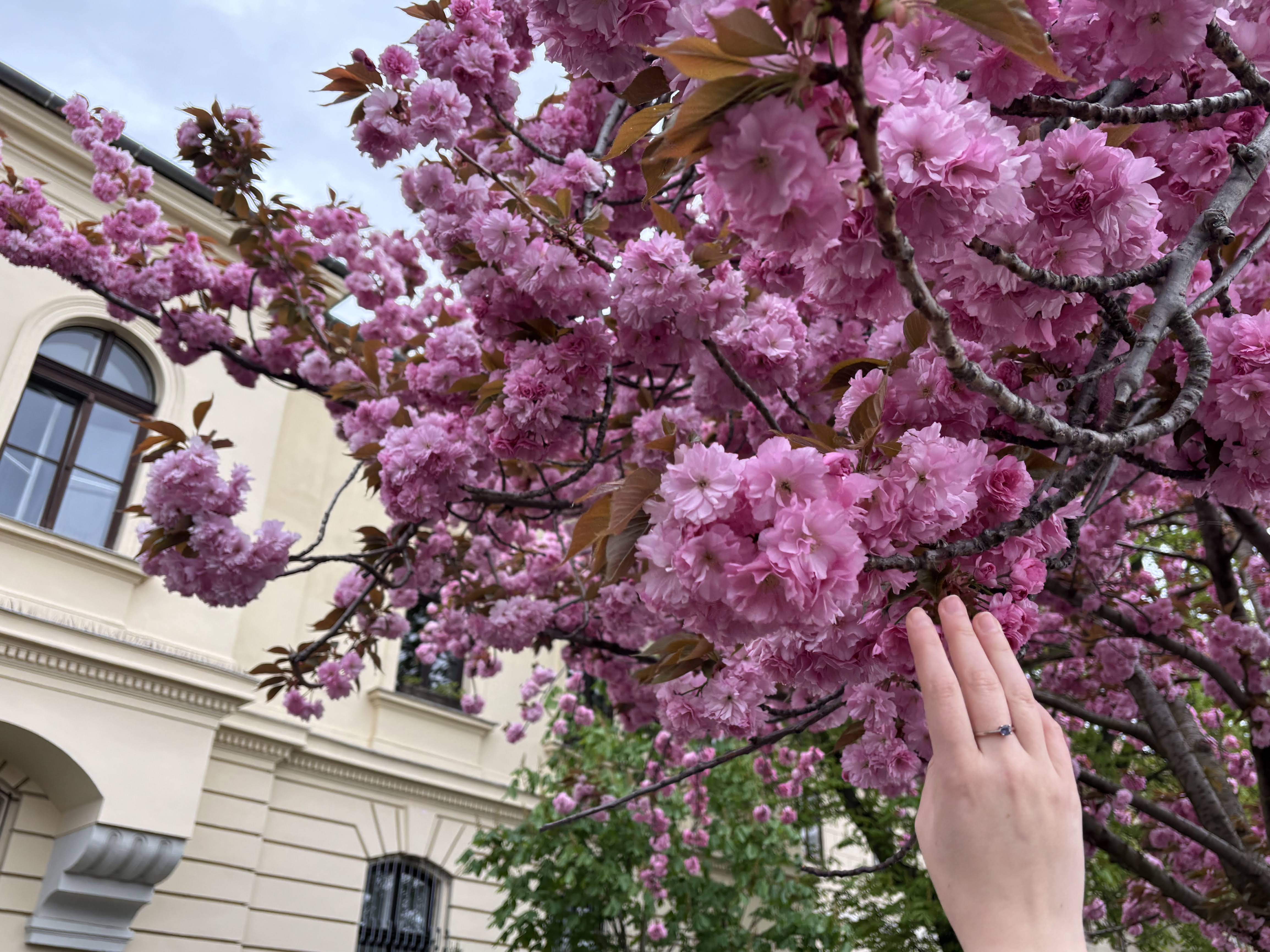 Blossoming cherry trees in Budapest photos