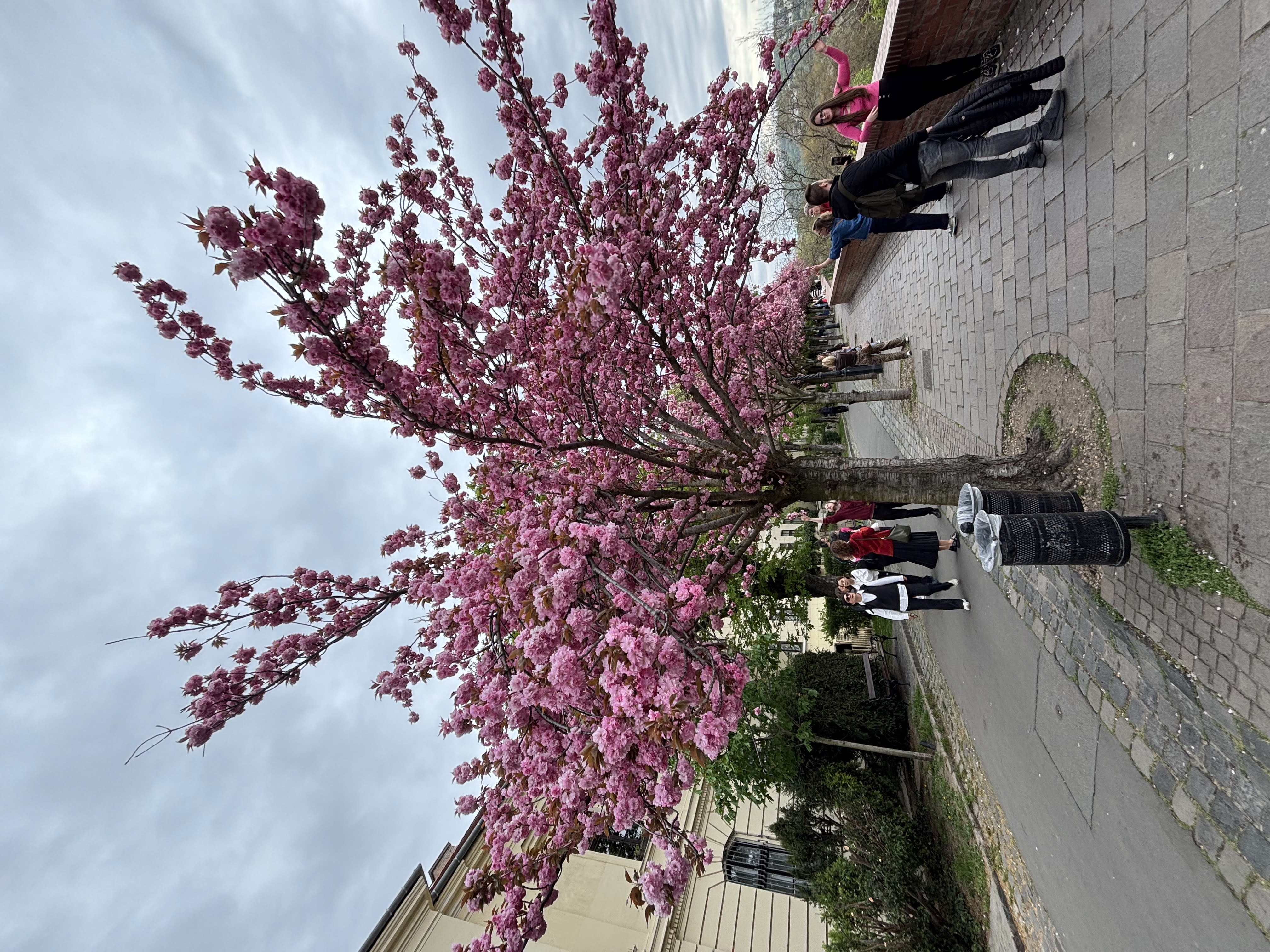 Beautiful blossoming cherry trees in Budapest