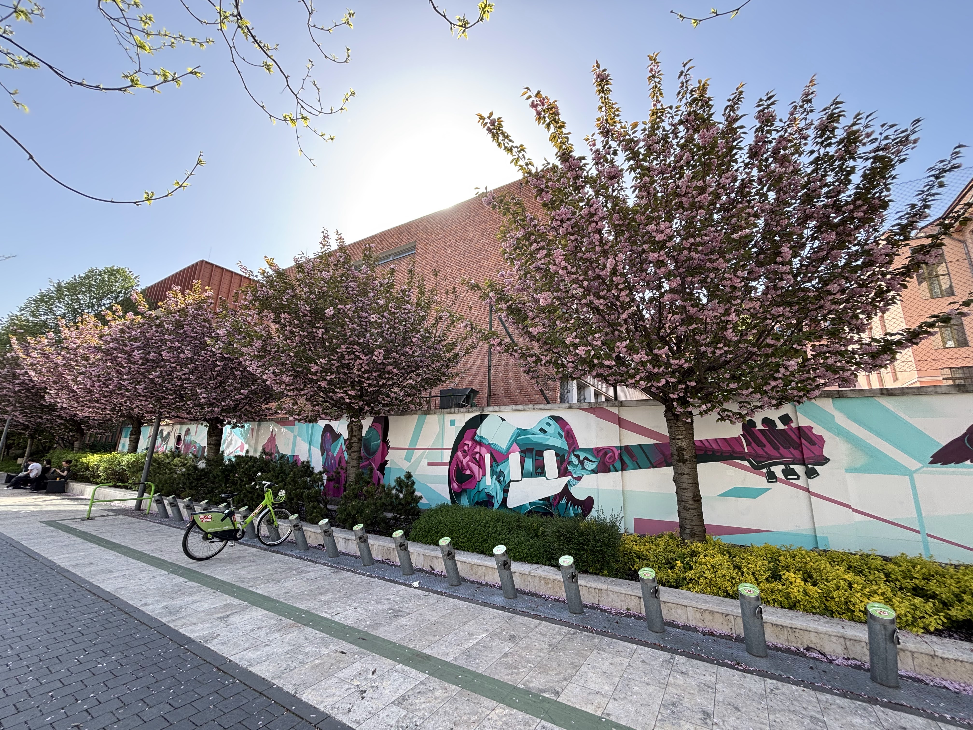 Blossoming cherry trees in Budapest next to Allée