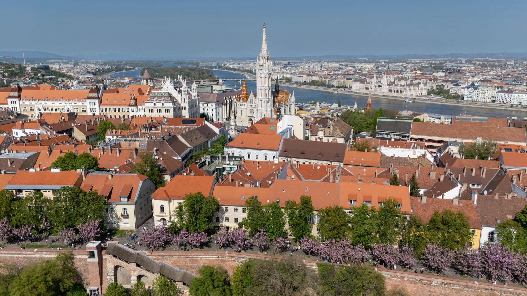 Blossoming cherry trees in Buda Castle