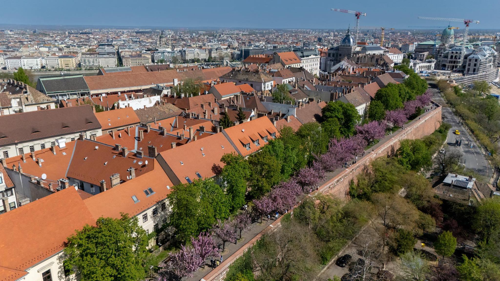 Blossoming cherry trees in Budapest from above