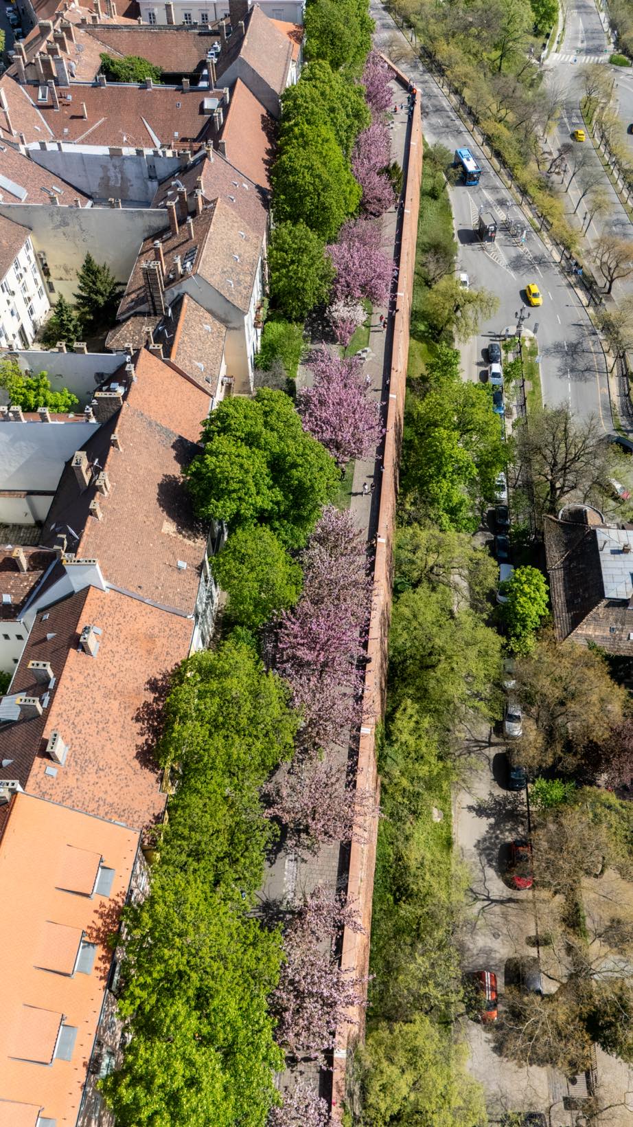 Blossoming cherry trees in Budapest aerial photo