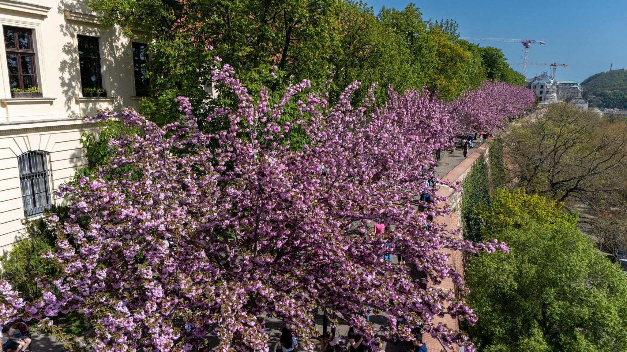 Amazing blossoming cherry trees in Budapest
