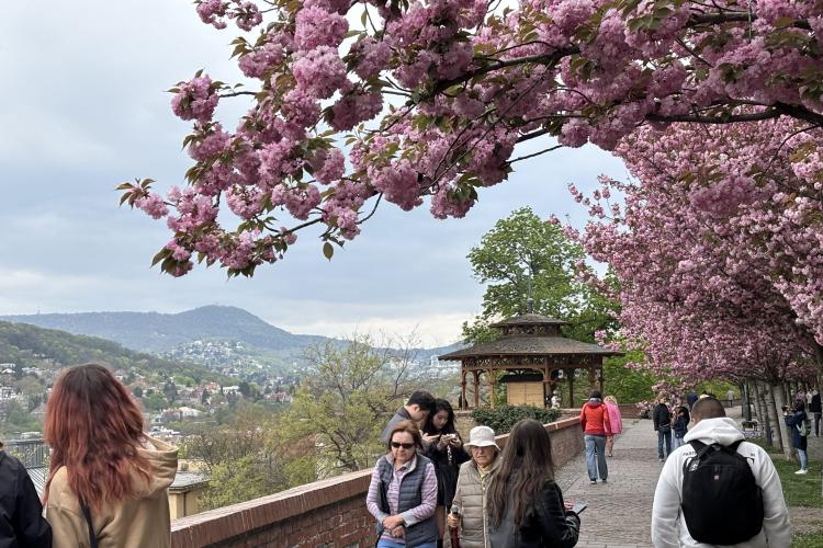 Blossoming cherry trees in Budapest 2025