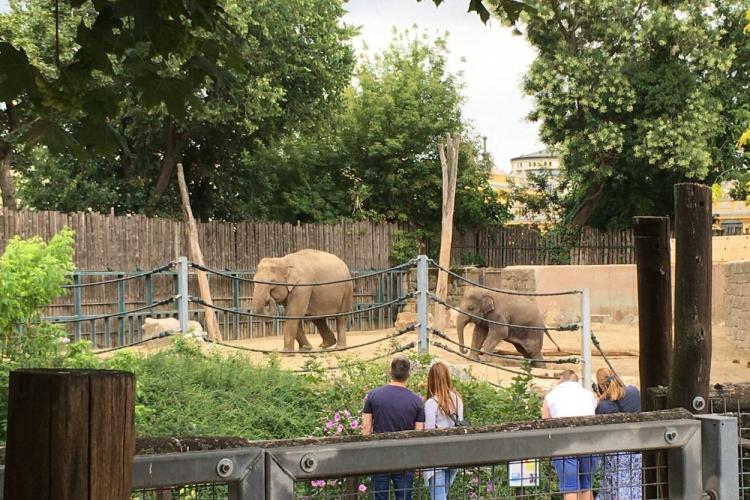 zoo budapest 2025