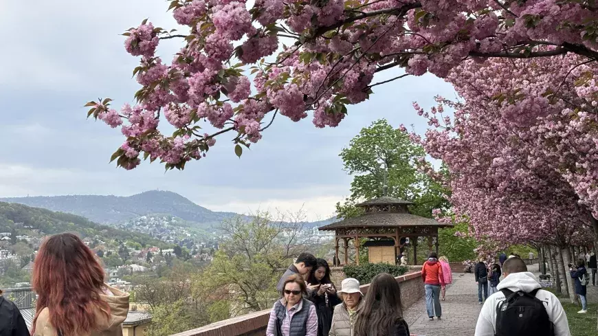 Blossoming cherry trees in Budapest 2025